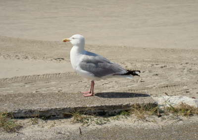 Norderney - 008
